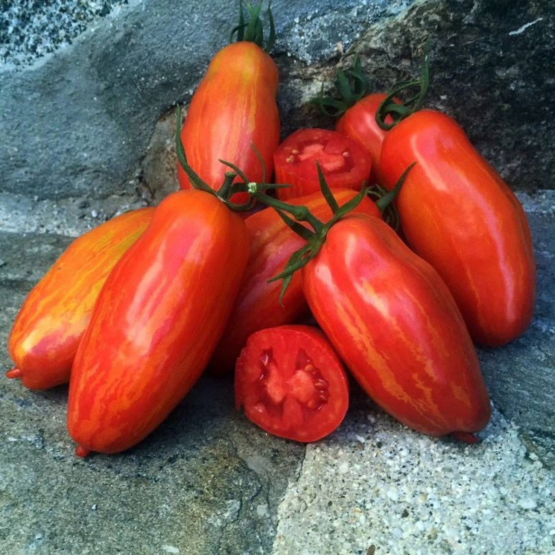 Marzano Fire paradicsom, Lycopersicum esculentum, paradicsom